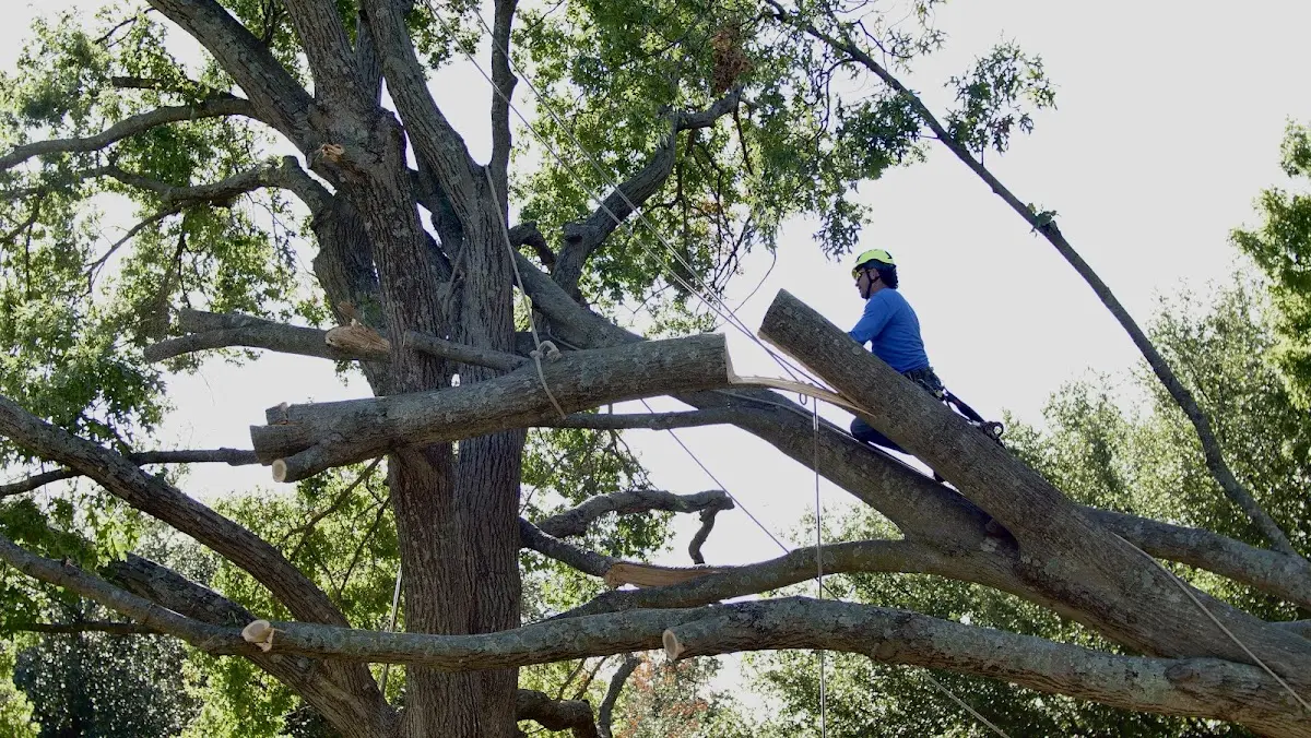 Professional Crown Thinning performed by certified arborists in Nichols